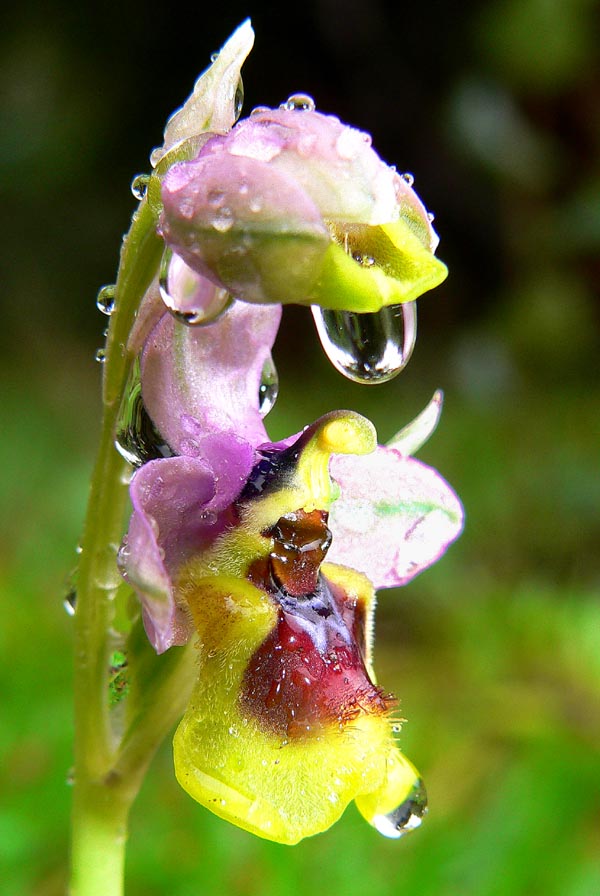 Primavera e orchidee palermitane